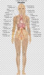 Female Muscle Chart Diagram Catalogue Of Schemas