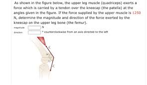 Peroneus longus is a superficial muscle. Solved As Shown In The Figure Below The Upper Leg Muscle Chegg Com