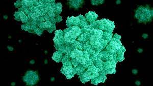 Norovirus infection of the gastrointestinal tract. Explained Norovirus And Its Similarities With Coronavirus Deccan Herald