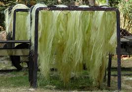 Image result for Agave sisalana