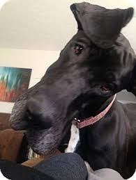 Americanlisted has classifieds in indianapolis, indiana for dogs and cats. Harlequin Great Dane Bing Imagesmax My Dane My Wild Life Pinterest Wild Life