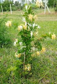 Hotel madreselva ⭐ , spain, barbate, avenida trafalgar 102: Madreselva En Flor Plantas Jardin Plantas Jardines