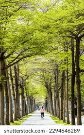 Image result for Terminalia boivinii