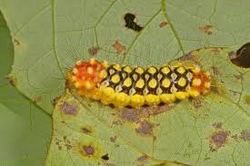 We did not find results for: Watch Out For Flannel Moth Caterpillars Kentucky Pest News
