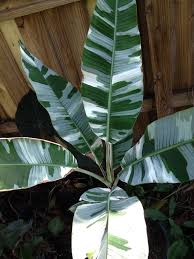 They may have gotten the ae ae the same way we did, from the east. Bright Variegated Not Aeae Rare Variegated Thai Banana Florida Collector Musa Ebay Florida Plants Plant Leaves Plant Roots