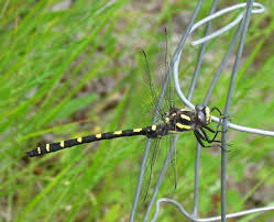 Black And Yellow Dragonfly Canada Black And Yellow Dragonfly Cordulegaster Dorsalis Bugguide Net
