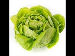 سلسلة الزراعة المائية خس بترهيد Butterhead Lettuce Youtube
