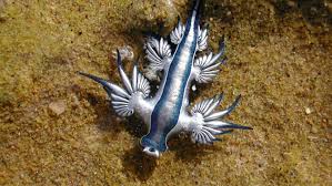 I've learned the freakier an animal looks, the more dangerous they are. Featured Creature Blue Dragon Blog Nature Pbs