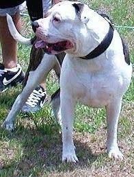 Old Southern White American Bulldogs Home Facebook