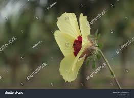 Image result for Hibiscus diversifolius