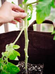 Maybe you would like to learn more about one of these? How To Grow Tomatoes In Pots Even Without A Garden Garden Betty