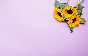Free download high quality wallpapers gorgeous images. Minimalist Desktop Wallpaper Sunflower