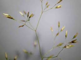 Image result for Dissotis peregrina