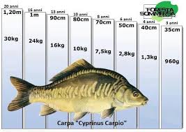 Croissance De La Carpe Familly Carpe News Famillycarpe Carpe Peche