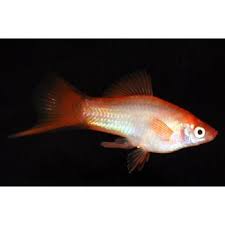 Pin On Fish