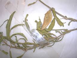 Image result for Xysmalobium heudelotianum