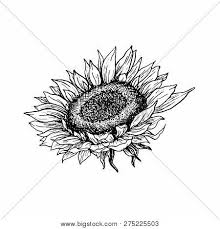Download 2,900+ royalty free sunflower outline vector images. Sunflower Hand Drawn Vector Photo Free Trial Bigstock