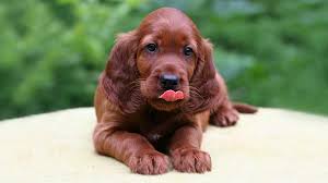 Decorative portrait of dog irish setter, vector isolated illustration in black color on white background. Irish Setter Price Temperament Life Span