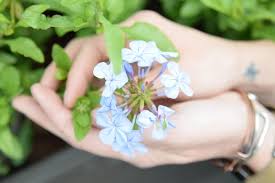 We did not find results for: Mcardle S Florist Garden Center 225 Photos 24 Reviews Nurseries Gardening 48 Arch St Greenwich Ct United States Phone Number Yelp