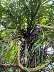 Maybe you would like to learn more about one of these? Taman Anggrek Kalimantan Anggrek Tebu Raksasa Ini Asal Kalteng Banjarmasin Post