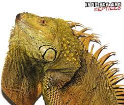 5 6 Foot Green Iguanas For Sale Underground Reptiles Green Iguana Iguana For Sale Underground Reptiles