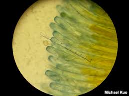 The proposed code can be viewed as a generalization of the. Using A Microscope To Study Mushrooms Mushroomexpert Com