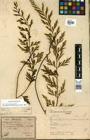 Image result for Asplenium blastophorum