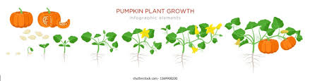 Squash can be planted in the spring, a week after the last frost. Pumpkin Plant Growth Stages Infographic Elements Stock Vector Royalty Free 1369908230
