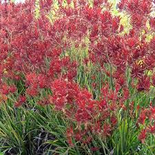 Image result for Anigozanthos