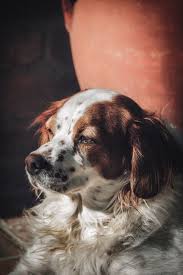 Kopek Dog Benekli Mottled Kopek Kedi