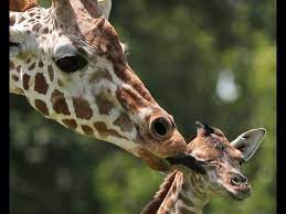 Adorable Baby Animal Photos Cute Baby Animals Animals Baby Animals