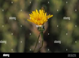 Image result for Macledium sessiliflorum