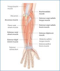 Ridge muscles of the arm. Posterior Forearm Basicmedical Key