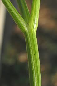 Image result for Petroselinum