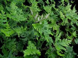 Image result for Cheilanthes