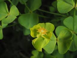 Image result for Euphorbia matabelensis