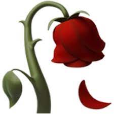 Pin On Flower