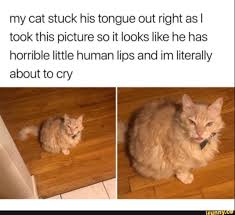 My Cat Stuck His Tongue Out Right As I Took This Picture So It Looks Like He Has Horrible Little Human Lips And Im Literally About To Cry Ifunny