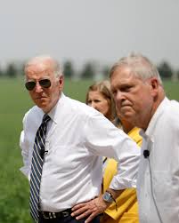 Image result for Bidens elliotii