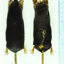 He would like to have a dog and a cat. Pdf Morphology And Phylogeny Of Scalopine Moles Eulipotyphla Talpidae Scalopini From The Eastern Himalayas With Descriptions Of A New Genus And Species