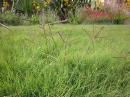 If you want to grow bermuda grass quickly, then keep the plugs closer. Bermuda Grass For Your Perfect Lawn