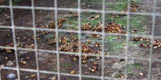 Kopi Luwak Kahvesi Nedir Ve Neden Icmemeliyiz Kahvebaz