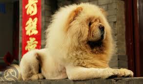 Watch cnn streaming channels featuring anderson cooper, classic larry king interviews, and feature shows covering travel, culture and global news. The 6 Worst Dog Grooming Trends Qc Pet Studies