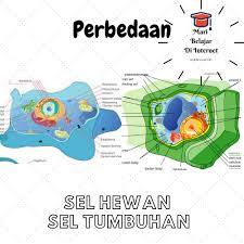 Maybe you would like to learn more about one of these? Perbedaan Sel Hewan Dan Sel Tumbuhan Tabel Perbedaannya Lengkap