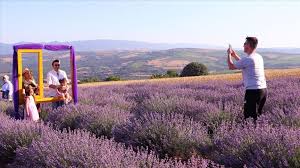 Lavanta kokulu köy rehberimiz hazır. Tekirdag Da Mor Tarlalar Misafirlerini Agirliyor