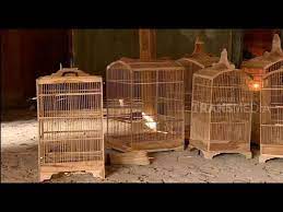 May 28, 2021 · jenis lovebird ini tergolong langka. Ternyata Begini Cara Membuat Sangkar Burung Ragam Indonesia Youtube