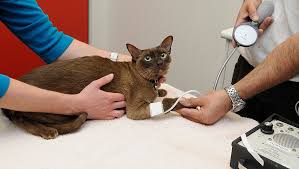 High blood pressure usually occurs in cats 4 years and older. Could My Cat Have Hypertension High Blood Pressure
