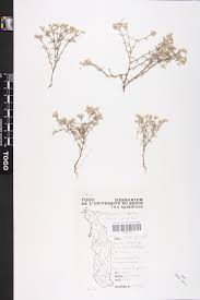 Image result for Polycarpaea eriantha