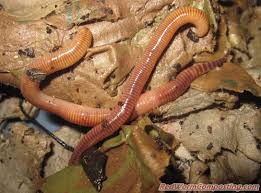 Worm farm worms farming night. European Nightcrawlers In More Detail Red Worm Composting