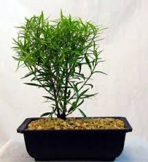 Image result for Ficus salicifolia